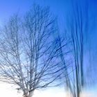 trees in blue