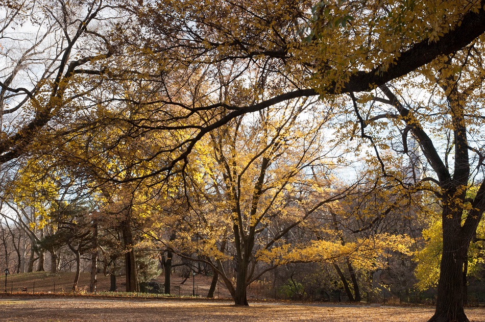 Trees in Central Park