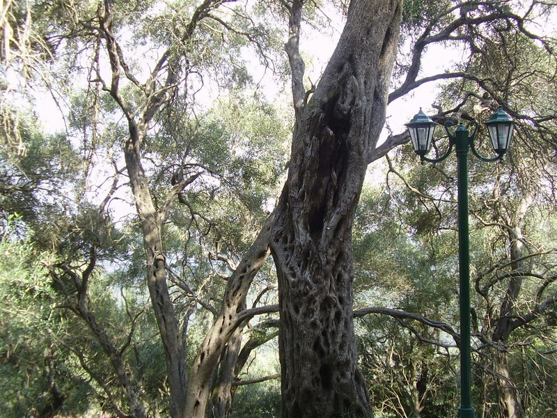 trees in Corfu