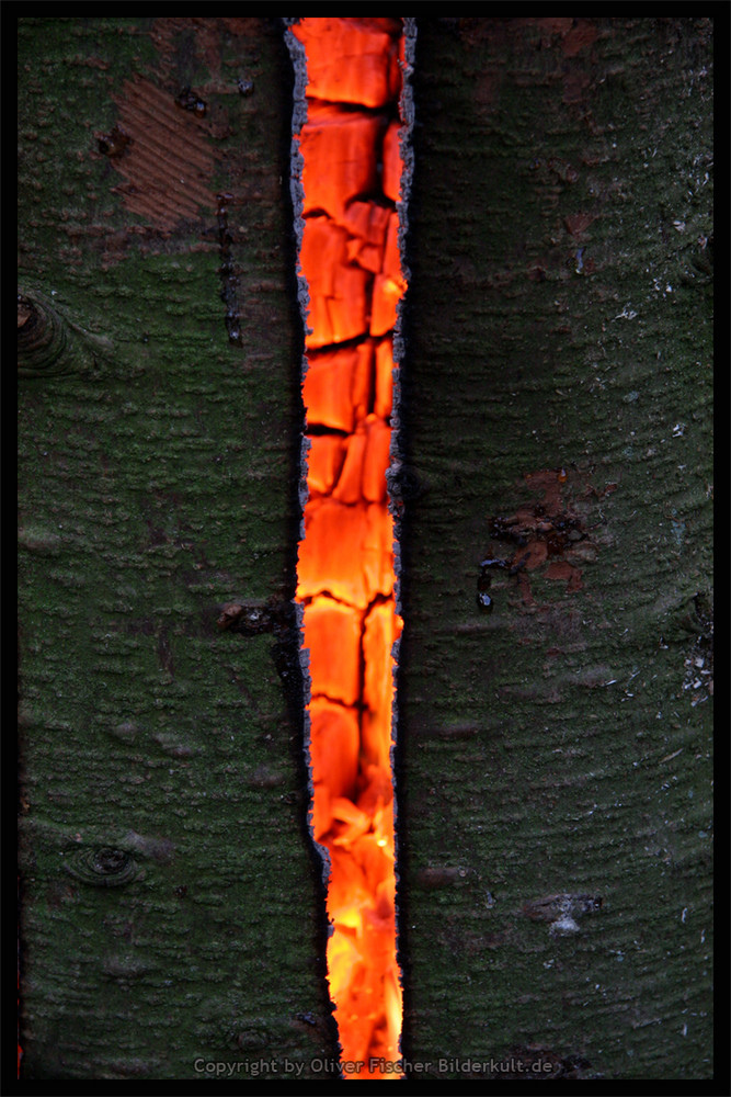 Trees in Flames