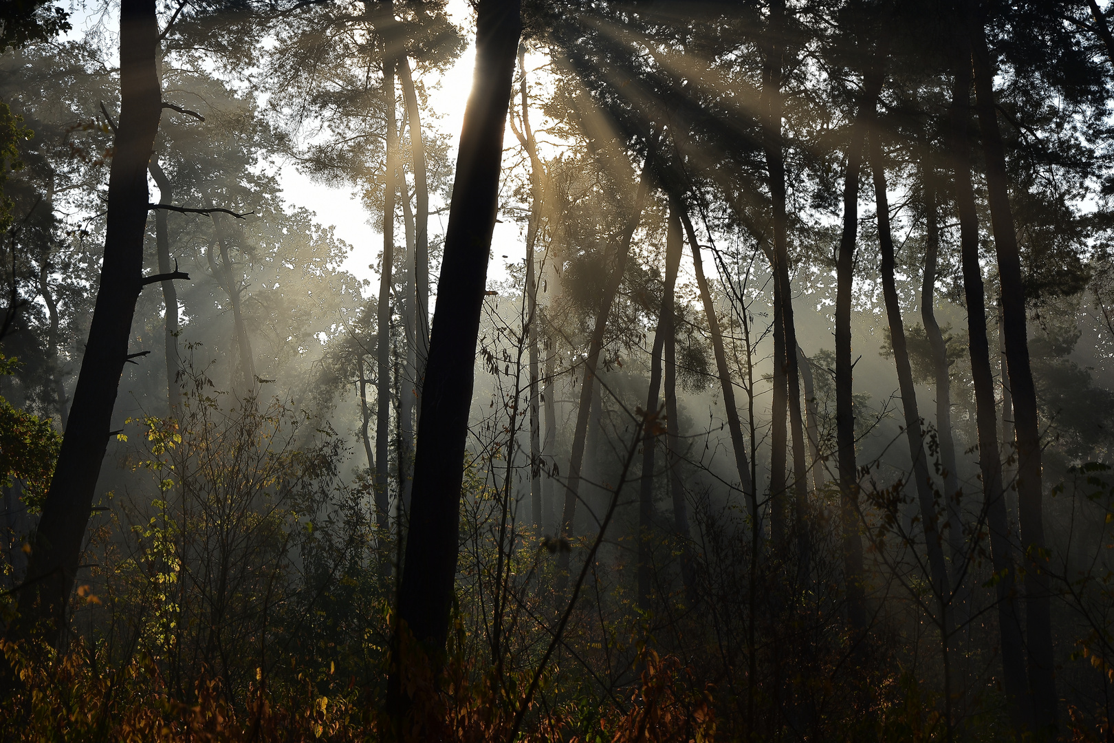 Trees in fog . . .