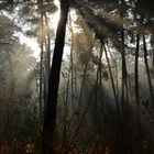 Trees in fog . . .