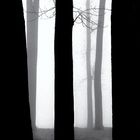 Trees in Fog