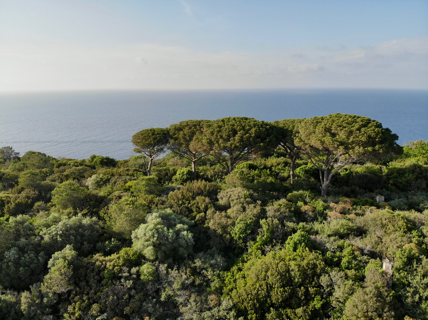 Trees in front of the ocean. 