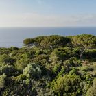 Trees in front of the ocean. 