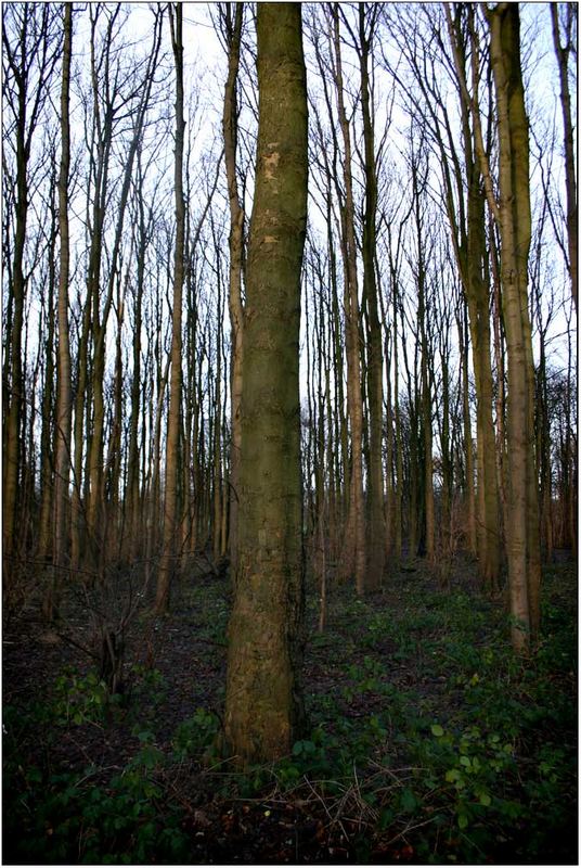 Trees in Pollock Park, Glasgow