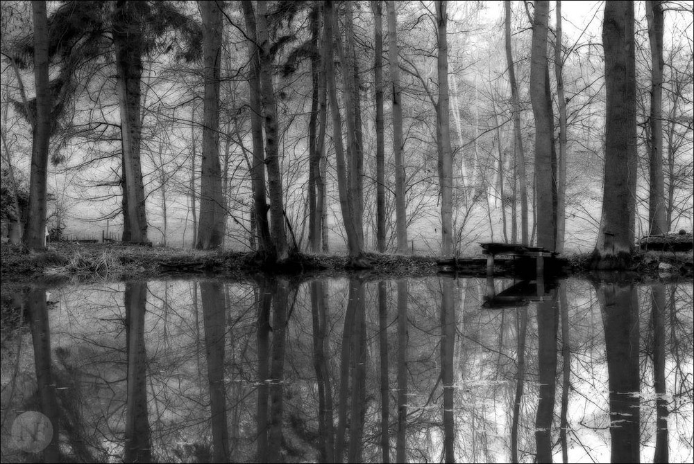 Trees in Reflection