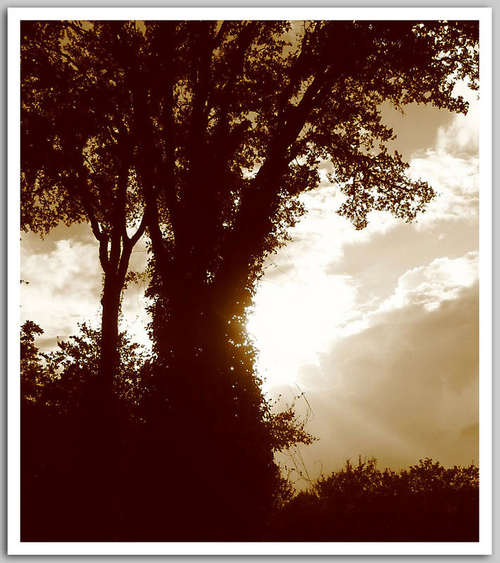 Trees in Sepia