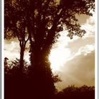 Trees in Sepia