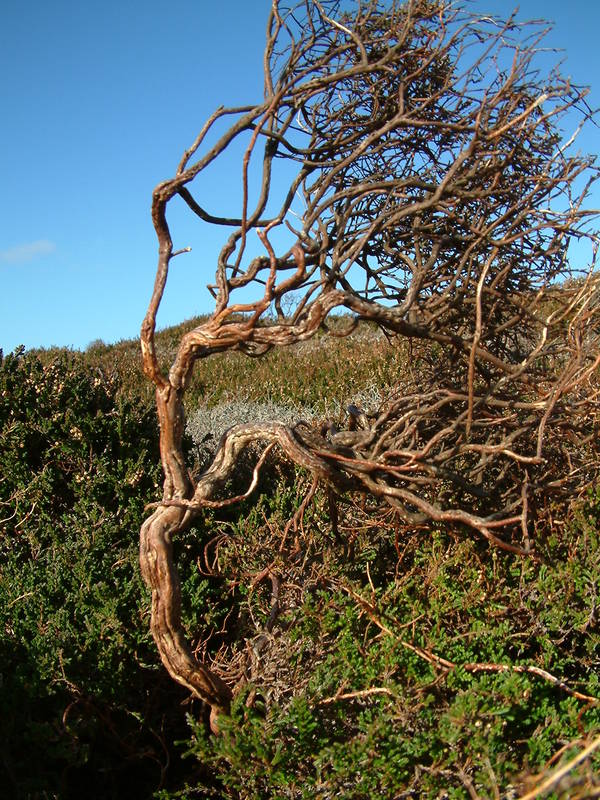 trees in shetland