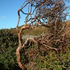 trees in shetland