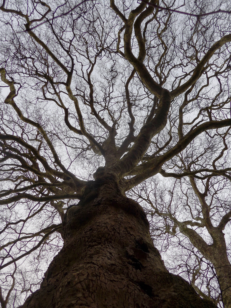 Trees in The Circus, Bath, England