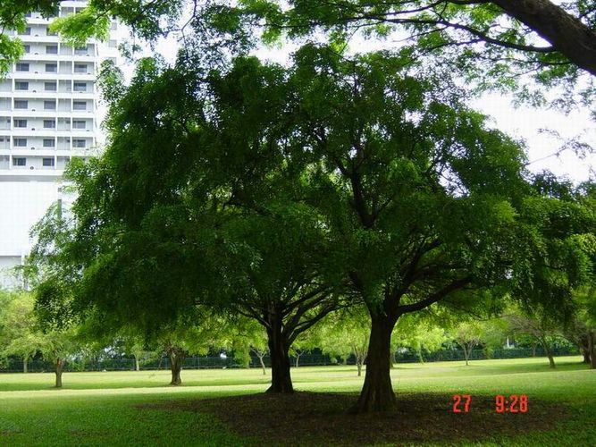 Trees in the City