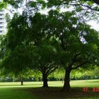 Trees in the City