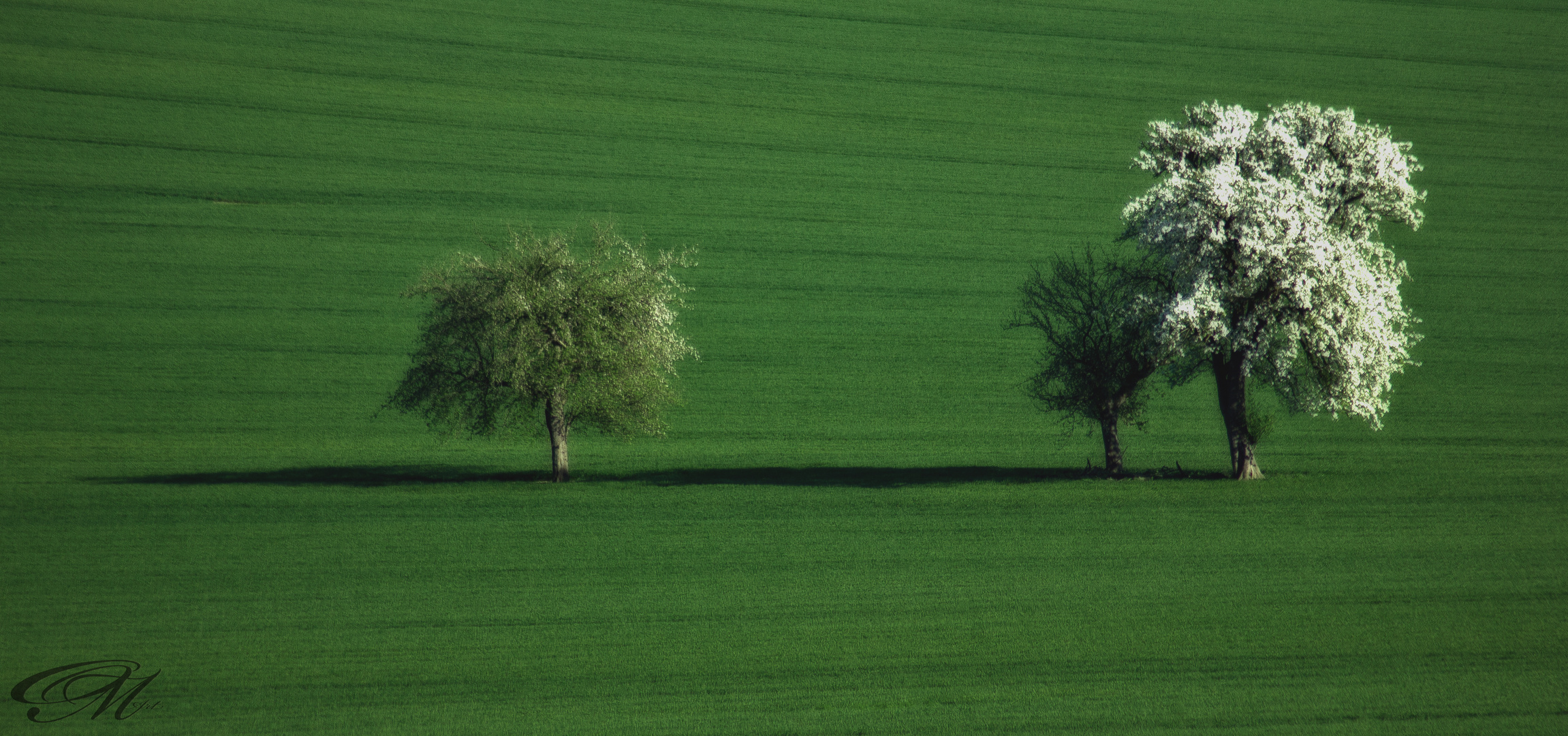 Trees in the early spring