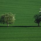 Trees in the early spring