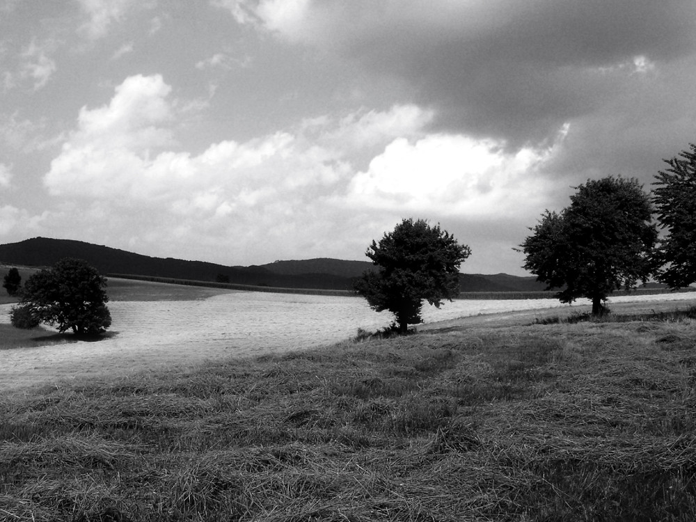 Trees in the field II