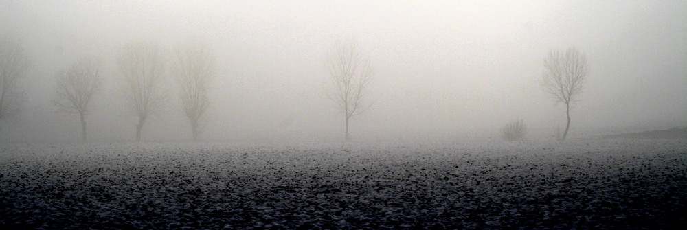 Trees in the fog