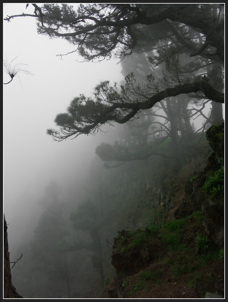 Trees in the Fog