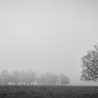 Trees in the Fog