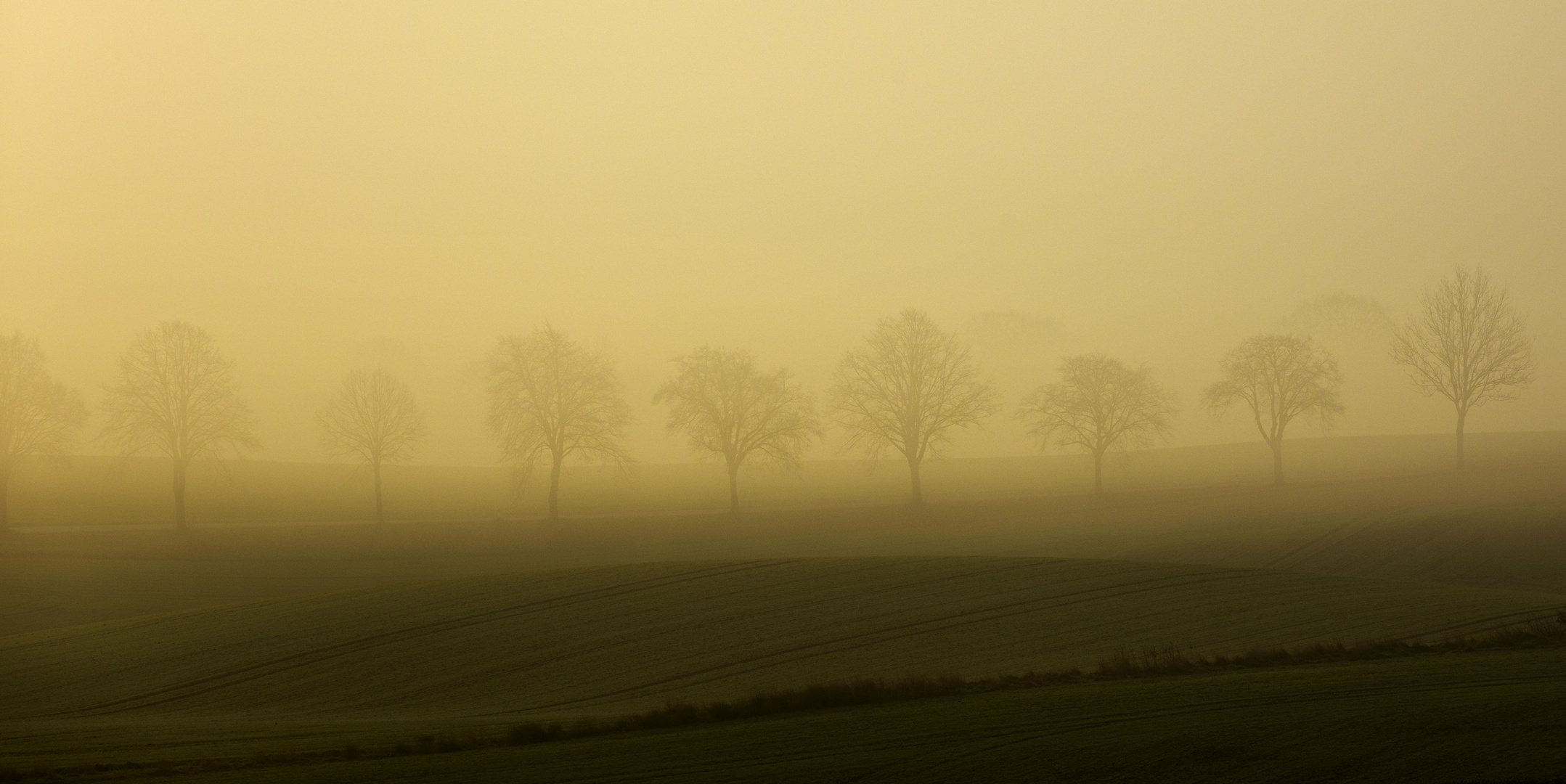 trees in the fog