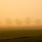 trees in the fog