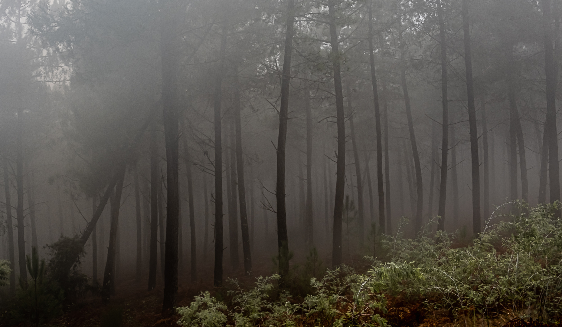 trees in the forest