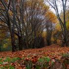 trees in the forest