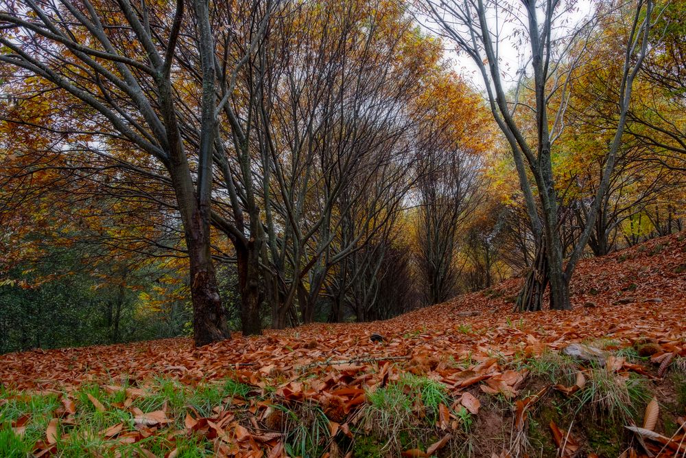 trees in the forest