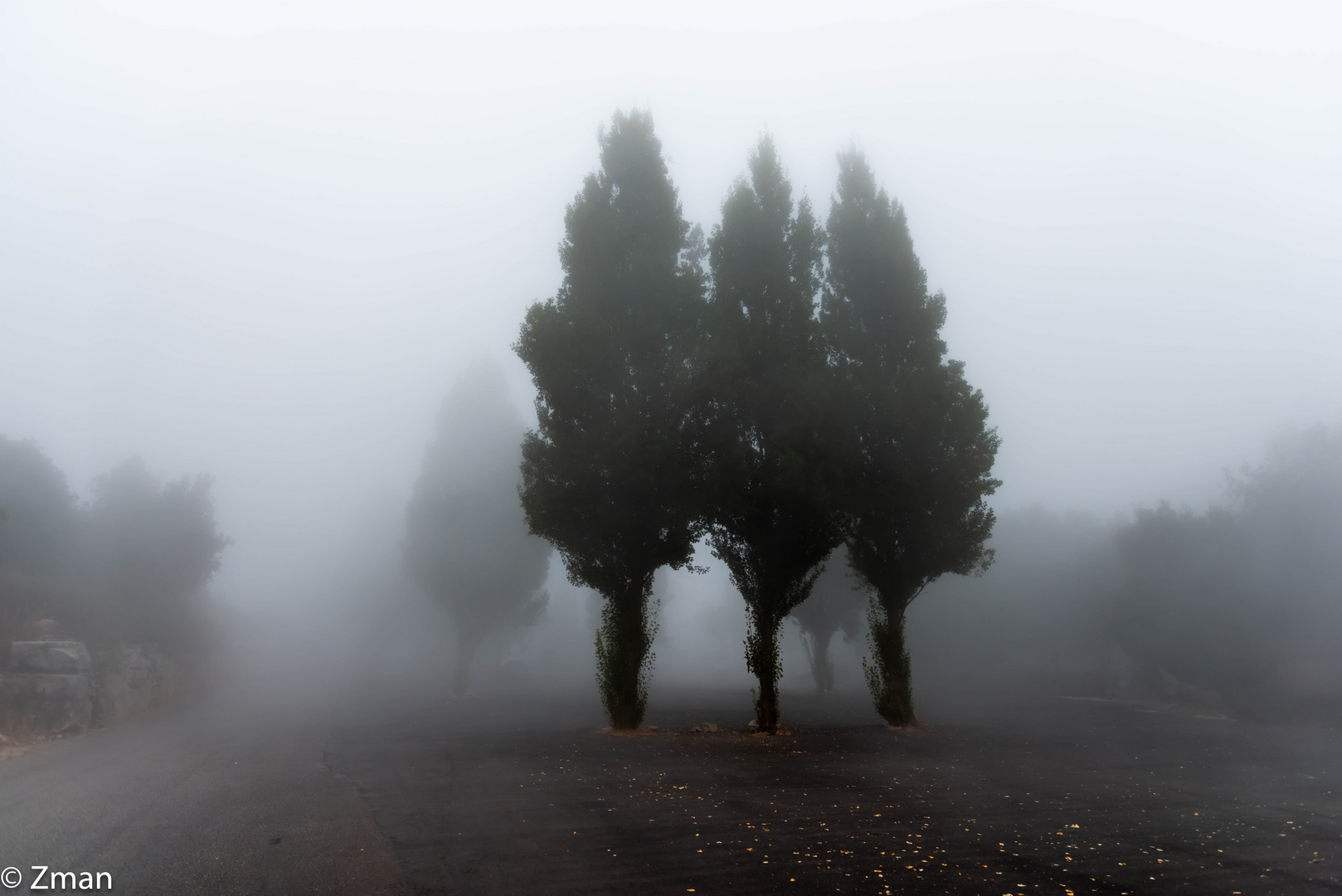 Trees in the Mist