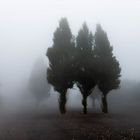 Trees in the Mist