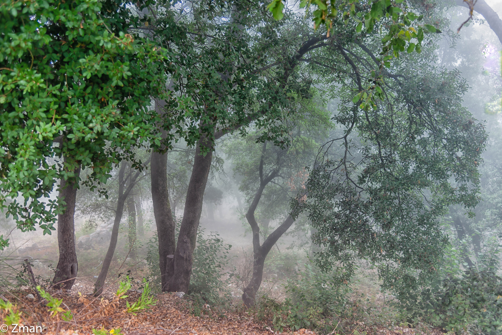 Trees in the Mist