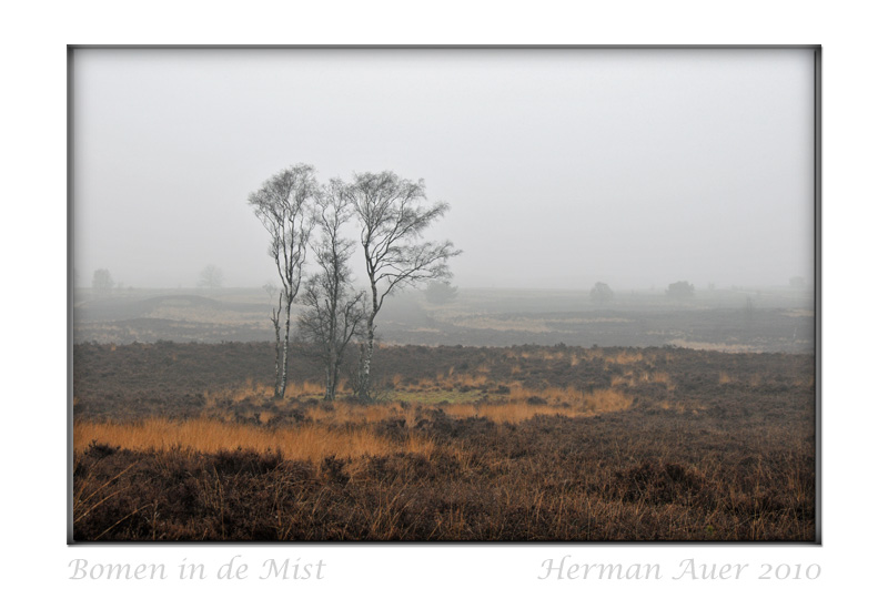 Trees in the Mist