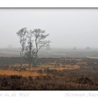 Trees in the Mist