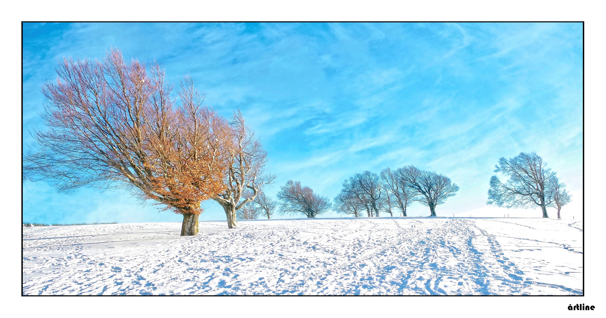 trees in the snow