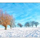 trees in the snow