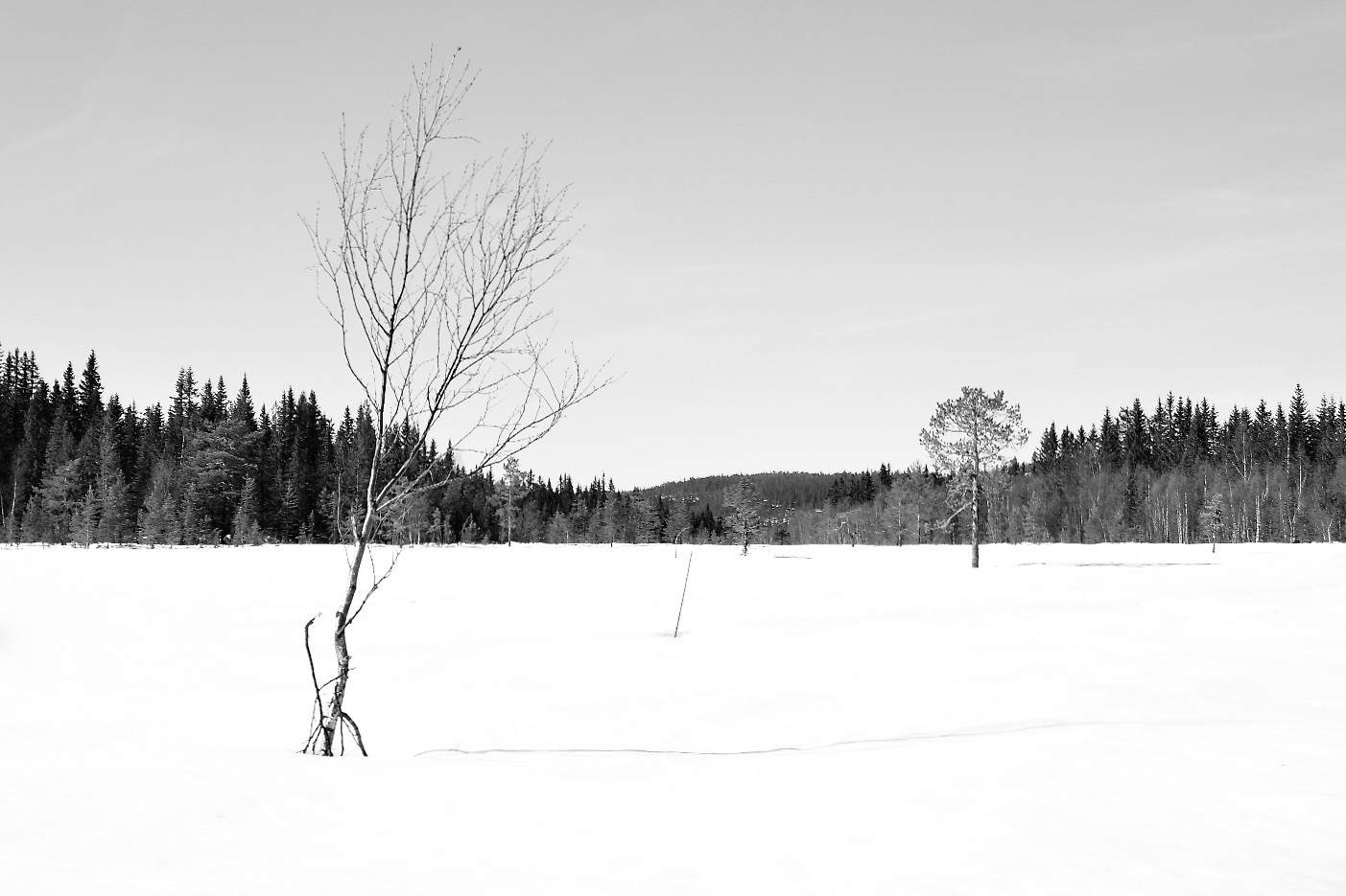 Trees in the snow