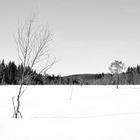 Trees in the snow