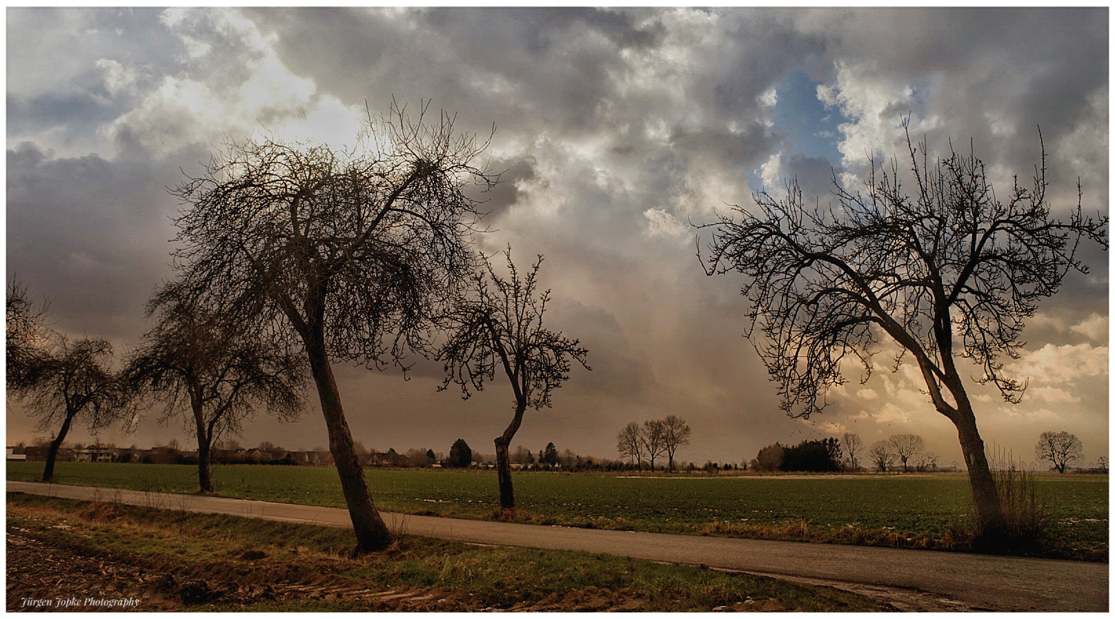 "Trees in the storm"