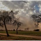 "Trees in the storm"