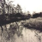 Trees in the water