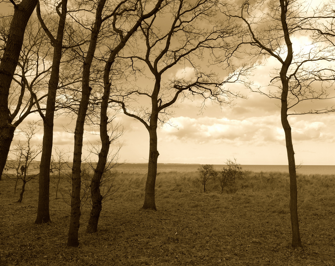 trees in the wind