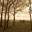 trees in the wind