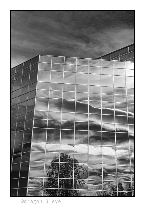 Trees In Windows 