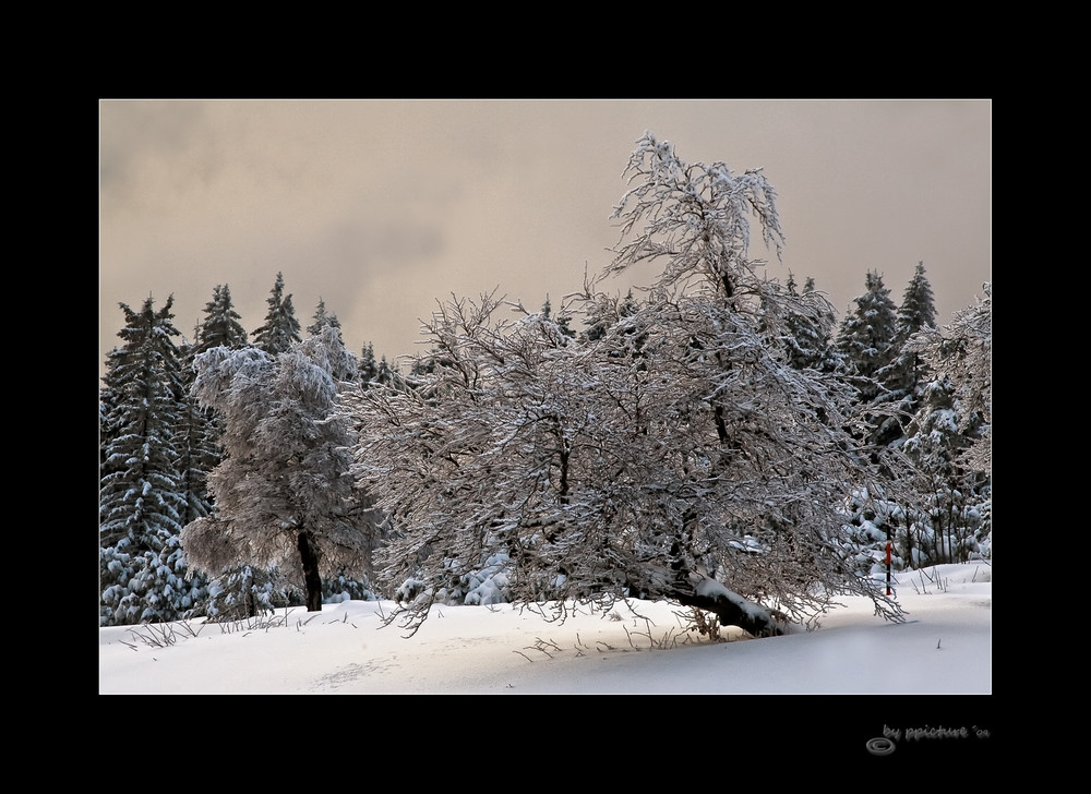 Trees in Winter