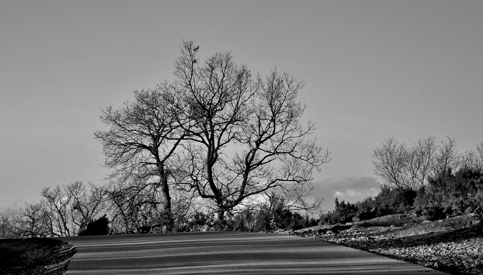 trees in winter