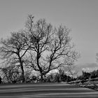 trees in winter