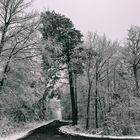 Trees In Winter