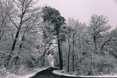 Trees In Winter