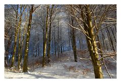 trees in winter